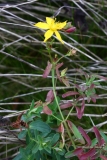 2017-10-23 Perforate St John's-wort, Hypericum perforatum