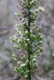 2017-10-23 Canadian Fleabane, Conyza canadensis