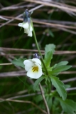 2017-10-23 Field Pansy, Viola arvensis