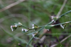 2017-10-23 Knotgrass, Polygonum aviculare