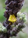 2017-10-23 Great Mullein, Verbascum thapsus