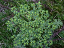 2017-10-23 Spurge, Euphorbia sp