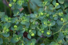 2017-10-23 poss a Spurge, Euphorbia sp