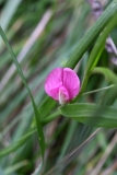 2017-10-23 Grass Vetchling, Lathyrus nissolia