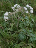 2017-10-23 Hogweed, Heracleum sphondylium