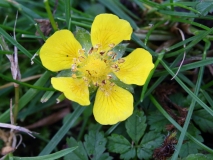 2017-10-23 Creeping Cinquefoil, Potentilla reptans