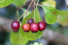 2017-10-23 Midland Hawthorn in fruit, Crataegus laevigata