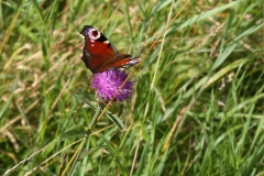 2017-08-16 Peacock Butterfly, Rievaulx Terrace, Yorkshire