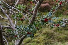 2017-10-14 The Holly Bears the Berry