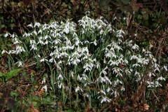 2017-02-24 L69A7425 Snowdrops on Raggedstone Hill