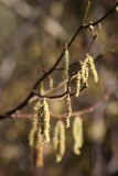 2017-02-24 L69A7436 Catkins on Hollybush Hill