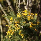 2017-02-24 L69A7438 Gorse on Hollybush Hill