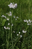 2017-04-19 Cuckoo Flower, Cardamine pratensis