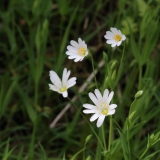 2017-04-19 Greater Stitchwort, Stellaria holoste