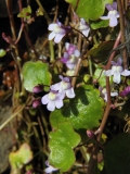 2017-04-19 Ivy-Leaved Toadflax, Cymbalaria muralis