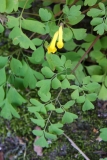 2017-04-19 Yellow Corydalis, Pseudofumaria lutea