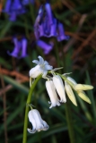 2017-04-24 L69A8426 White Spanish Bluebell, Hyacinthoides hispanica