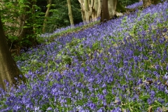 2017-04-27 Bluebells, Hyacinthoides non-scripta