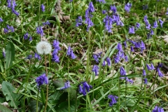 2017-04-27 Bluebells, Hyacinthoides non-scripta