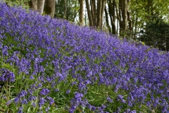 2017-04-27 Bluebells, Hyacinthoides non-scripta