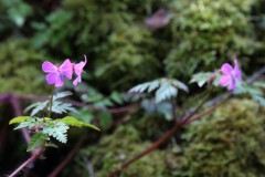 2017-05-02 L69A8453 Herb Robert near Walm's Well