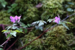 2017-05-02 Herb Robert, Geranium robertianum, near Walm's Well