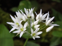 2017-05-02 L69A8455 Ramsons near Walm's Well