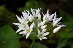 2017-05-02 Ramsons, Allium ursinum, near Walm's Well