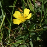 2017-05-02 Cinquefoil, Potentilla sp, above Berrow Down