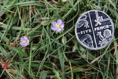 2017-05-11 Sand Spurrey - Spergularia rubra