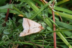 2017-05-11 Moth on Climbing Corydalis - Ceratocanopus claviculata