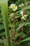 2017-05-11 Climbing Corydalis - Ceratocanopus claviculata