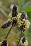 2017-05-11 Ribwort Plantain - Plantago lanceolata