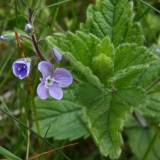 2017-05-11 Germander Speedwell - Veronica chamaedrys