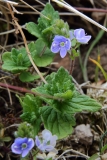 2017-05-11 Germander Speedwell - Veronica chamaedrys