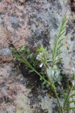 2017-05-11 Hairy Tare, Vicia hirsuta