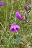 2017-05-11 Common Vetch - Vicia sativa