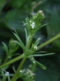 2017-05-15 Goose Grass - Galium aparine