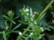 2017-05-15 Goose Grass - Galium aparine