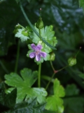 2017-05-15 Shining Crane's-bill - Geranium lucidum