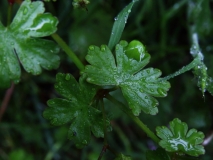 2017-05-15 Leaves of Shining Crane's-bill - Geranium lucidum