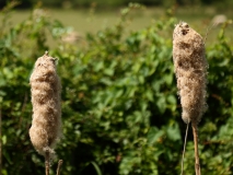 2017-06-24 Bulrush or Reedmace, Typha latifolia, seed head, Guarlford Road to Priestfield