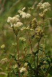 2017-06-24 Meadowsweet, Filipendula ulmaria - Guarlford Road to Priestfield