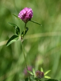 2017-06-24 Red Clover, Trifolium pratense - Guarlford Road to Priestfield