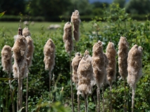 2017-06-24 Bulrush or Reedmace, Typha latifolia, seed head, Guarlford Road to Priestfield