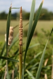 2017-06-24 Bulrush or Reedmace, Typha latifolia, male inflorescence, Guarlford Road to Priestfield