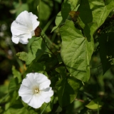 2017-06-24 Hedge Bindweed, Calystegia sepium (or Large, silvatica) - Guarlford Road to Priestfield