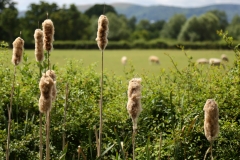 2017-06-24 Bulrush or Reedmace, Typha latifolia, seed head, Guarlford Road to Priestfield