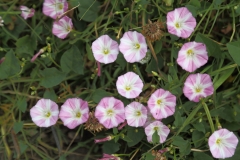 2017-06-24 Field Bindweed, Convolvulus arvensis - Guarlford Road opp turn to Madresfield