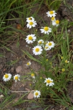 2017-06-24 Scented Mayweed, Matricaria chamomilla - Guarlford Road opp turn to Madresfield